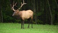 Bull elk sniffs air to detect pheromones
