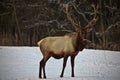 Bull elk in snow Royalty Free Stock Photo