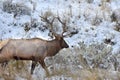 Bull Elk in the Snow Royalty Free Stock Photo