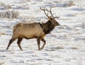 BULL ELK IN SNOW DURING WINTER STOCK IMAGE Royalty Free Stock Photo