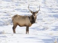 BULL ELK IN SNOW DURING WINTER STOCK IMAGE Royalty Free Stock Photo