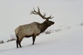 Bull elk in snow Royalty Free Stock Photo