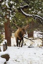 Bull elk in snowy woods of Rocky Mountain National Park Royalty Free Stock Photo