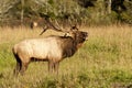 Bull elk sounding a bugle. Royalty Free Stock Photo