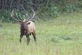 Bull Elk sounding a bugle. Royalty Free Stock Photo