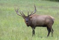 Bull Elk sounding bugle to the camera during the rutting season. Royalty Free Stock Photo