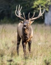 Bull Elk sounding a bugle to other bulls. Royalty Free Stock Photo