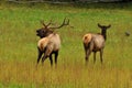 A bull elk sounding his bugle Royalty Free Stock Photo