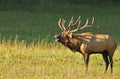 A bull elk sounds a bugle in matting season. Royalty Free Stock Photo