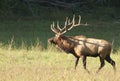 A bull elk sounds a bugle in matting season. Royalty Free Stock Photo