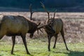 Bull Elk Sparring Royalty Free Stock Photo