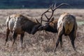 Bull Elk Sparring Royalty Free Stock Photo