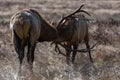 Bull Elk Sparring Royalty Free Stock Photo