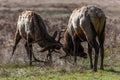 Bull Elk Sparring Royalty Free Stock Photo