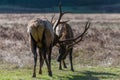 Bull Elk Sparring Royalty Free Stock Photo