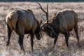 Bull Elk Sparring Royalty Free Stock Photo