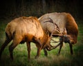 Bull Elk sparring in grassy field at sunset Royalty Free Stock Photo