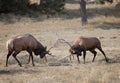 Bull elk sparring Royalty Free Stock Photo