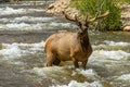 Bull Elk in Spring Creek - Fall River at Rocky Mountain National Park Royalty Free Stock Photo