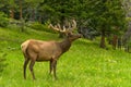 Bull Elk in Spring Mountain Forest Royalty Free Stock Photo