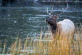 Bull elk standing in the Madison River in Yellowstone National Park Royalty Free Stock Photo