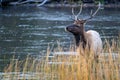 Bull elk standing in the Madison River in Yellowstone National Park Royalty Free Stock Photo