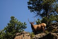 Bull Elk standing on a mountain ledge
