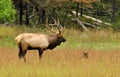 Bull Elk standing over a female in the rutting season. Royalty Free Stock Photo