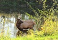 Bull elk standing in pond