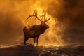 A bull elk is standing in the snow at sunrise. Generative AI Royalty Free Stock Photo