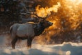 A bull elk is standing in the snow at sunrise. Generative AI Royalty Free Stock Photo