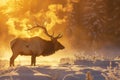 A bull elk is standing in the snow at sunrise. Generative AI Royalty Free Stock Photo