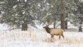 Bull elk standing in a snowstorm Royalty Free Stock Photo