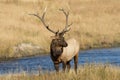 Bull Elk Standing by a Stream Royalty Free Stock Photo