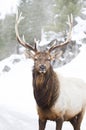 A Bull Elk standing in the winter snow Royalty Free Stock Photo