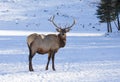 Bull Elk standing in winter snow Royalty Free Stock Photo