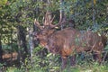 A bull Elk stands bellowing at another elk. Royalty Free Stock Photo