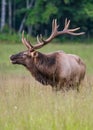 Bull Elk Starts to Bugle Royalty Free Stock Photo