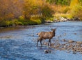 Bull Elk in Stream Royalty Free Stock Photo