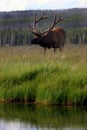 Bull elk by stream Royalty Free Stock Photo