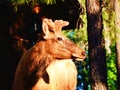 Bull elk in summer Grazing Royalty Free Stock Photo