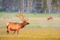 Bull Elk in summer velvet antlers, Yellowstone. Royalty Free Stock Photo