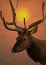 Bull Elk At Sunrise Royalty Free Stock Photo