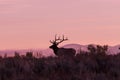 Bull Elk at Sunrise Royalty Free Stock Photo