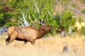 Bull Elk in Tall Gold Grass