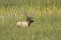 Bull elk in tall grass Royalty Free Stock Photo