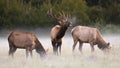 Bull elk with two females calling on a misty morning