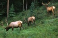 Bull Elk in Velvet Royalty Free Stock Photo