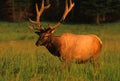 Bull Elk in Velvet Royalty Free Stock Photo