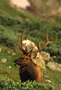 Bull Elk in Velvet Royalty Free Stock Photo